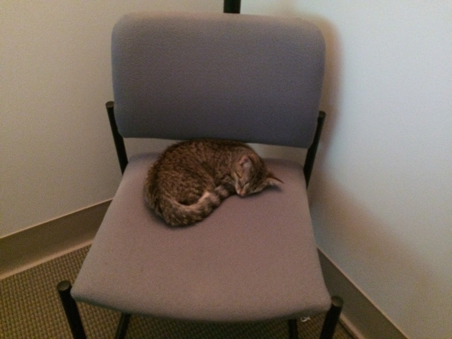 Catching a nap in the conference room.